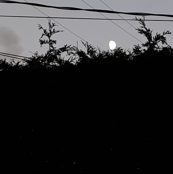 Meet your Posher, Isabelle - Picture 1 of 1